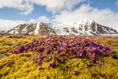 Svalbard: al Polo Nord d’estate